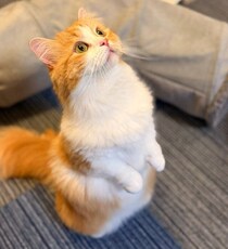 大きな瞳でおもちゃを見上げ、2本足でスクッ！　“背筋ピーン”で立つマンチカンが可愛すぎる