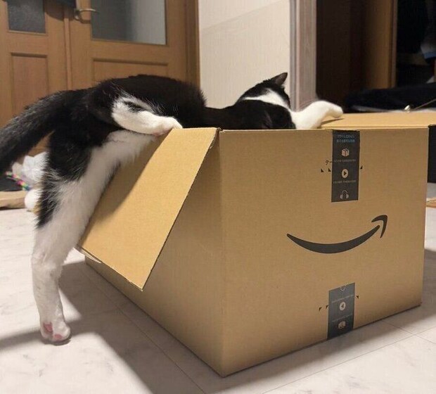 ダンボールに入ろうとするしゃちくん