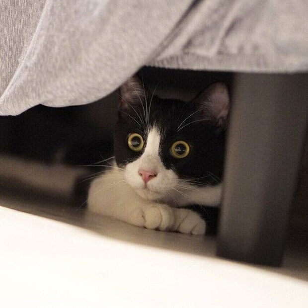 ベッドの下にもぐるしゃちくん