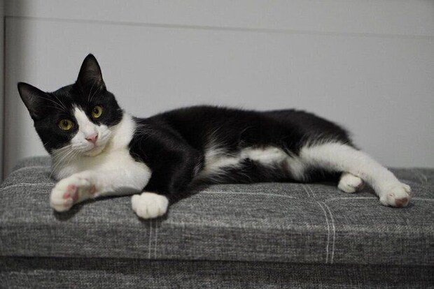 椅子の上で横たわるしゃちくん