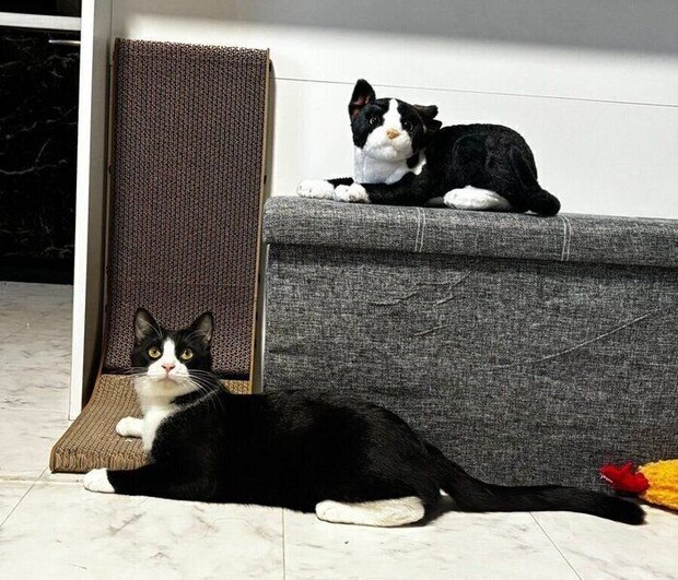 ぬいぐるみと並ぶしゃちくん