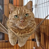 「さすがに焦った」愛猫のヒヤッとするイタズラは？　飼い主ができる工夫や対策を獣医師が解説