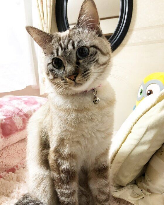 首を傾げて座る猫