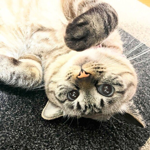 仰向けでくつろぐ猫