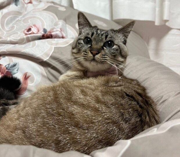 ベッドでくつろぐ猫