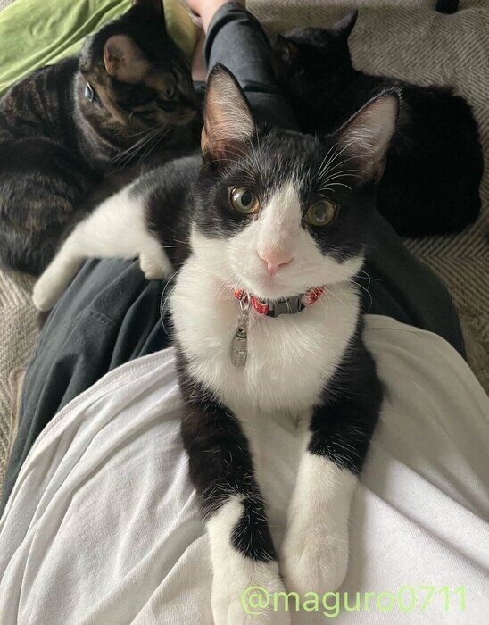 飼い主さんのそばに集まる猫たち。