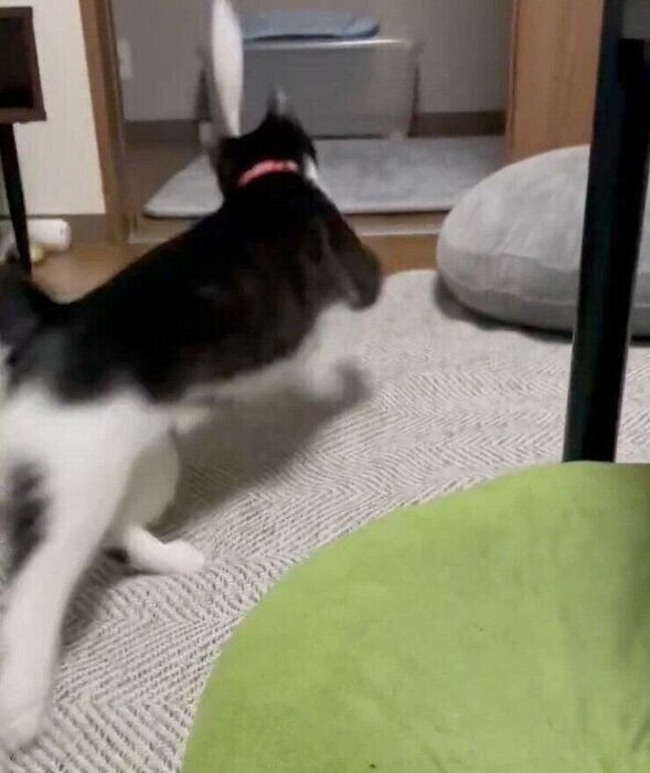 おもちゃで遊ぶはまちくん