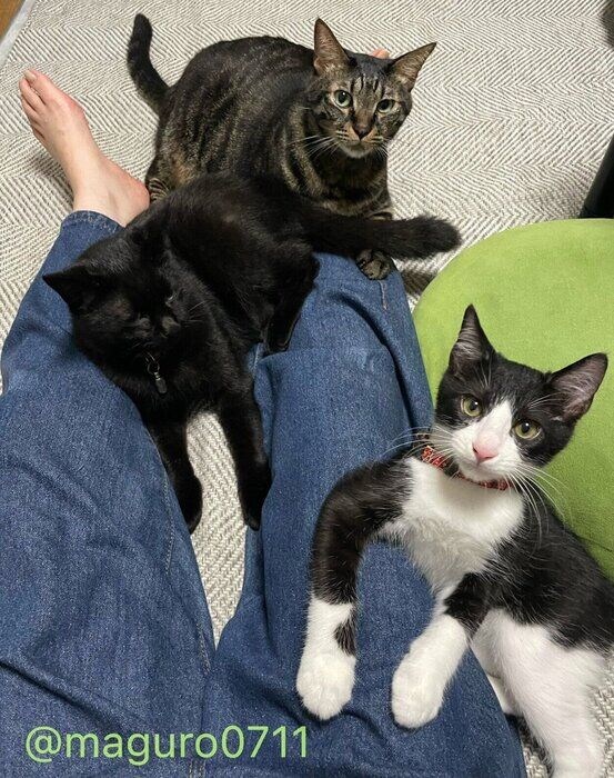 飼い主さんのそばに集まる猫たち。