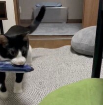 “魚のおもちゃ”をエンドレスで持ってくる子猫　仕事帰りの癒しタイムに「最高に幸せな時間」「世界一平和な動画」と話題
