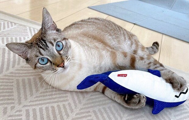 子猫の頃に遊んでいたおもちゃを引っ張り出してきたのだとか