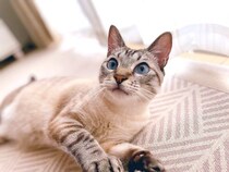 廃屋で暮らしているところを保護された子猫をお迎え→戸惑いながらも徐々に距離を縮め、幸せに暮らす様子にほっこりする