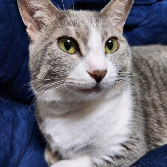 MIXサバトラのみかんちゃん