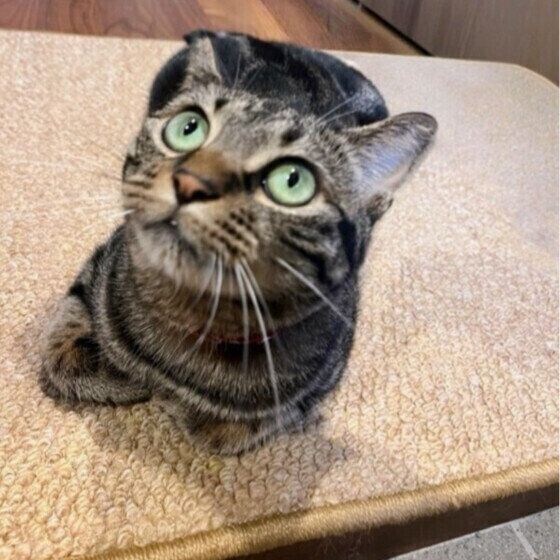 MIXキジトラのニコちゃん