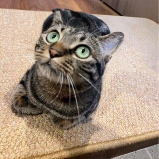 【調査】愛猫と心が通じたと感じるのはどんなとき？　獣医師解説も