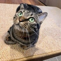 【調査】愛猫と心が通じたと感じるのはどんなとき？　獣医師解説も