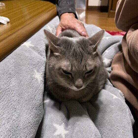 ひざの上にのるアメリカンショートヘア