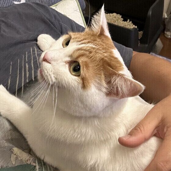 おなかの上にのる茶白猫