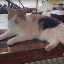 「さあ、なでよ！」といわんばかりに転がる猫　帰宅した飼い主さんを出迎える姿がほほ笑ましい