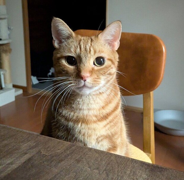 飼い主さんのそばにやってきたぼんちゃん