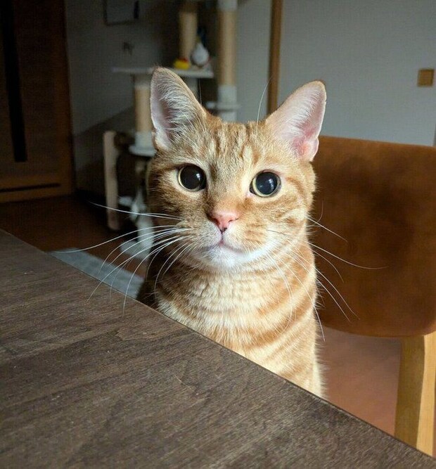 飼い主さんのそばにやってきたぼんちゃん