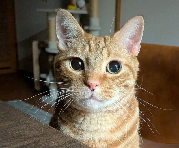 飼い主さんのそばにやってきたぼんちゃん