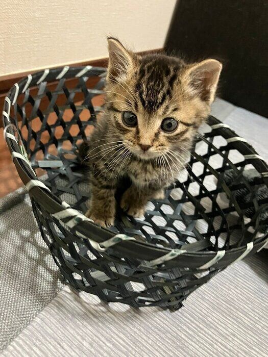 自らカゴに入って“キョトン顔”をするぴぃすけくん