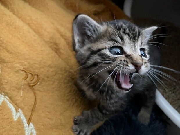 小さくてかわいいぴぃすけくん