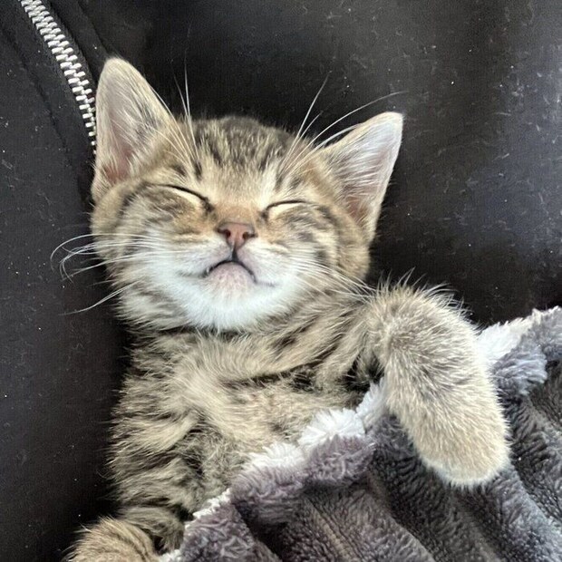 気持ちよさそうに眠るぴぃすけくん