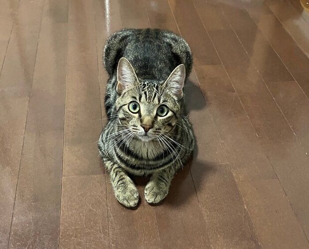 成長したぴぃすけくん もうすぐ1才に