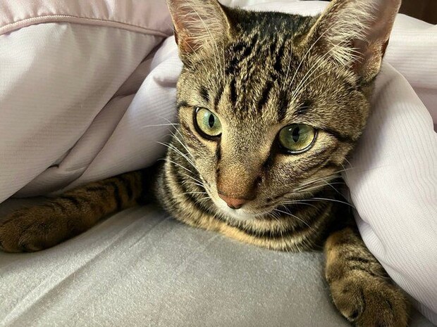 飼い主さんと一緒のお布団で寝ていたぴぃすけくん かわいすぎる