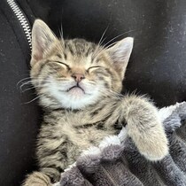 雨予報で急遽保護された子猫をお迎え→先天性の障害が発覚するも大きく成長した姿にグッとくる