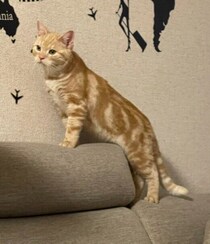 お迎え初日、ソワソワした様子でリビングを“探検”していた子猫→約3年で大きく成長し、我が物顔でくつろぐ姿にほっこり！