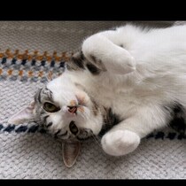 猫の「おねだりサイン」って？　応えてあげるべきか獣医師に聞いた