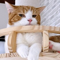 猫の留守番で気をつけていることは？飼い主さんに聞いてみた！獣医師解説つき