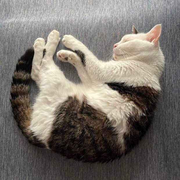 寝る金四郎くん