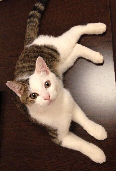 お迎えした当時の金四郎くん