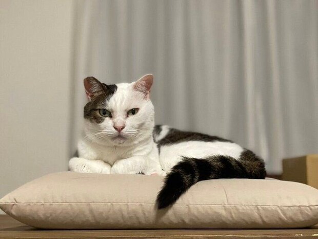 飼い主さんを見つめる金四郎くん