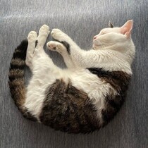 初日から、ずっと家にいたような雰囲気の保護猫！→12才になって見せる子猫のような寝姿にほっこり