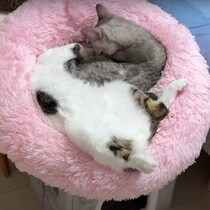 「完全に敷布団になってる！」クッションを共有する2匹の猫がかわいすぎた