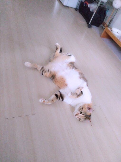 “ヘソ天”している猫