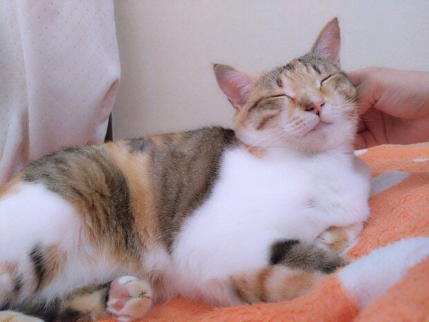 飼い主に撫でられている猫