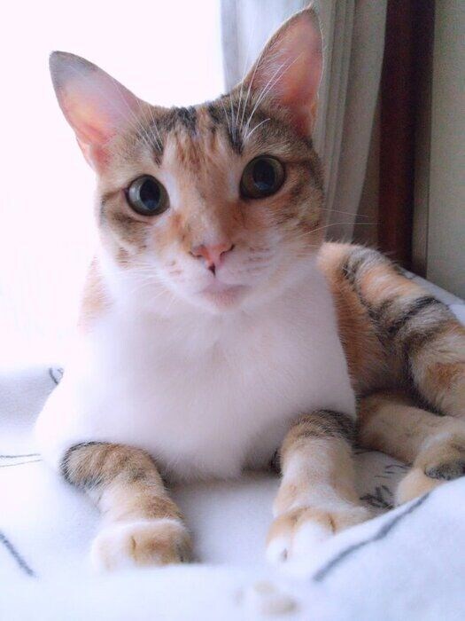 飼い主を見つめる猫