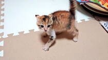 片手に乗るほど小さかった生後2カ月の保護子猫→約5年で大きく成長し、「大事な娘」のような存在に！
