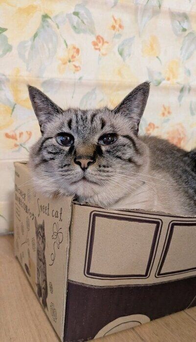 箱に入っている猫