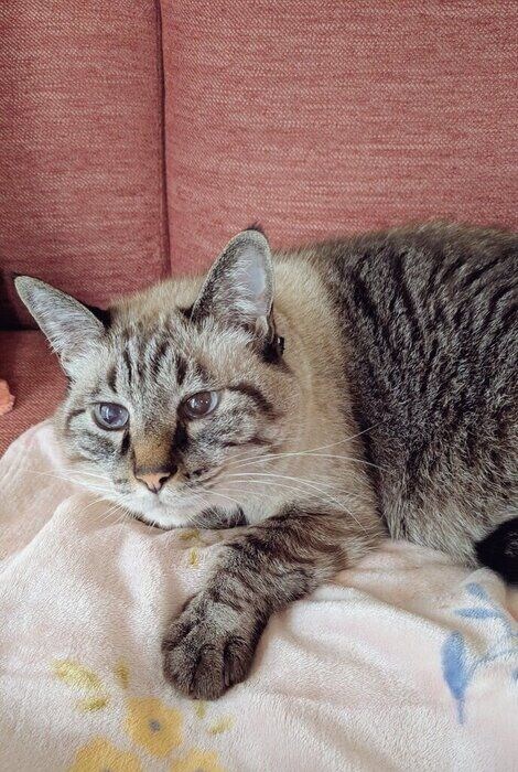 ソファに寝そべる猫