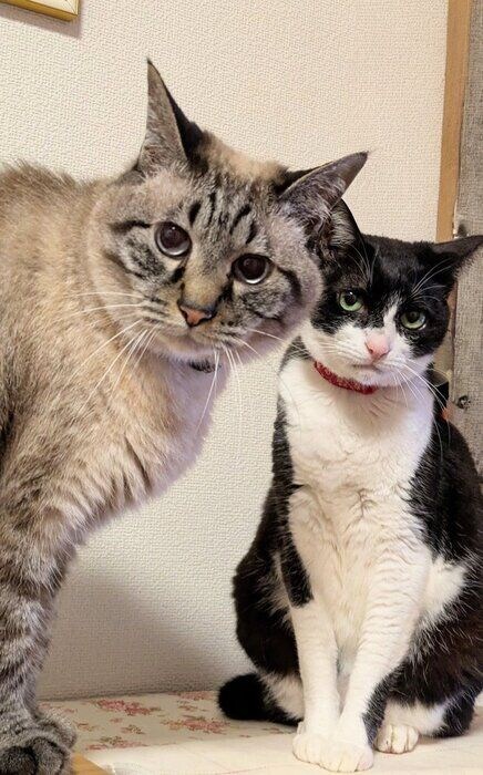 横に並んだ二匹の猫