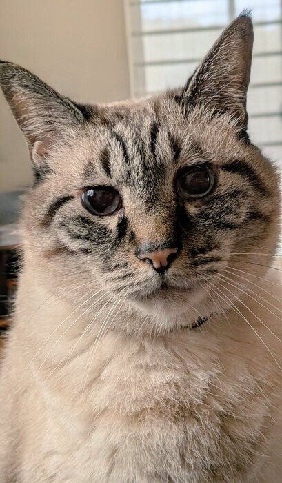 飼い主を見つめる猫