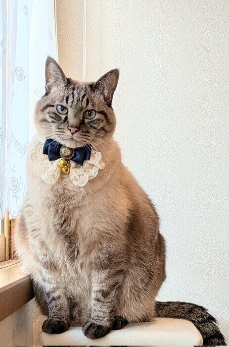 15才の誕生日を迎えた猫