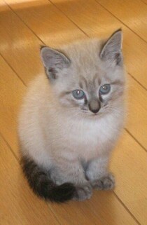 体重が500gだった生後2カ月の子猫→15年後には7kgになり、ふっくらとした姿が可愛いシニア猫に成長！