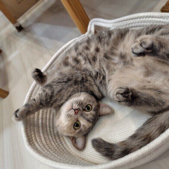 まったりするマンチカン